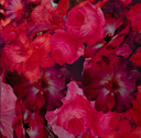 Viscose Ecovero Twill Flowers Cyclam