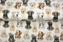 Jersey Digital "Mans Best Friends"