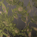 Jacquard Lurex Flowered Green