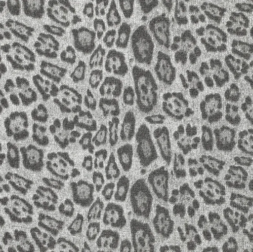 [KI-22662-950] Shiny Leopard Jersey Silver